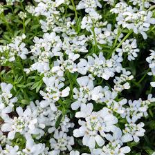 Image result for Schleifenblume