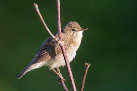 Attēlu rezultāti vaicājumam “Acrocephalus dumetorum”