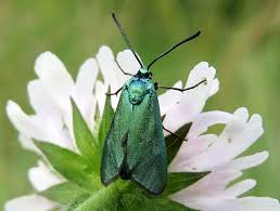 Attēlu rezultāti vaicājumam “Adscita statices”