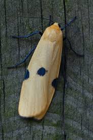 Attēlu rezultāti vaicājumam “Eupithecia icterata female”
