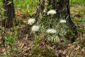 Attēlu rezultāti vaicājumam “Ledum palustre flower”
