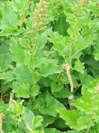 Attēlu rezultāti vaicājumam “Chenopodium bonus-henricus leaf”