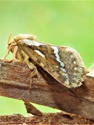 Attēlu rezultāti vaicājumam “Hepialus lupulinus”