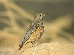 Image result for Monticola saxatilis