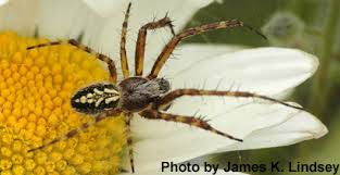 Attēlu rezultāti vaicājumam “Aculepeira ceropegia”