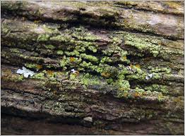 Attēlu rezultāti vaicājumam “Micarea sp.”