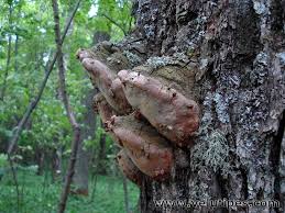 Attēlu rezultāti vaicājumam “Phellinus robustus”