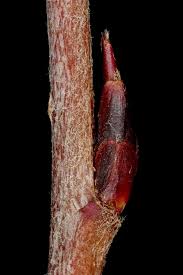 Attēlu rezultāti vaicājumam “x Sorbaronia fallax”