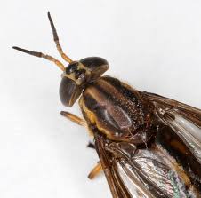 Attēlu rezultāti vaicājumam “Chrysops”