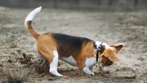 Afbeeldingsresultaat voor honden