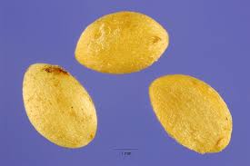 Attēlu rezultāti vaicājumam “Symphoricarpos albus fruit”