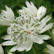 Attēlu rezultāti vaicājumam “Astrantia major flower”