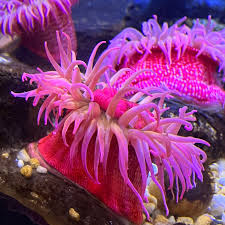 ผลการค้นหารูปภาพสำหรับ strawberry anemone