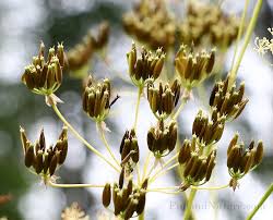 Attēlu rezultāti vaicājumam “Chaerophyllum aromaticum”
