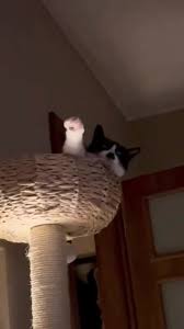 Image result for kitler