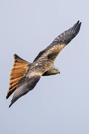 Image result for Milvus milvus