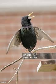 Attēlu rezultāti vaicājumam “Sturnus vulgaris male”