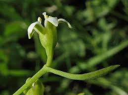 Attēlu rezultāti vaicājumam “Thesium ebracteatum”