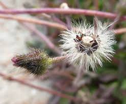 Image result for Hieracium aurantiacum