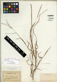 Attēlu rezultāti vaicājumam “Digitaria ischaemum”