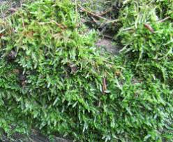 Attēlu rezultāti vaicājumam “Callicladium haldanianum”