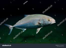 Image result for Seriola rivoliana