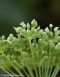 Attēlu rezultāti vaicājumam “Cnidium dubium”