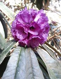 Attēlu rezultāti vaicājumam “rhododendron”