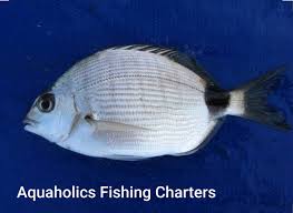 Image result for Diplodus capensis