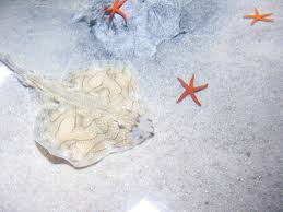 Image result for Raja undulata