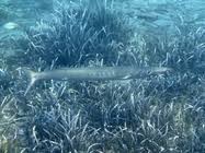 Image result for Sphyraena viridensis