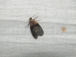 Attēlu rezultāti vaicājumam “Sciota adelphella”