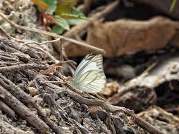 Attēlu rezultāti vaicājumam “Diaperis boleti nest”