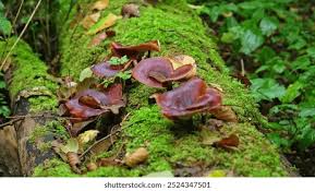 Attēlu rezultāti vaicājumam “Polyporus badius”