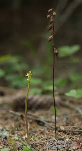 Attēlu rezultāti vaicājumam “Corallorhiza trifida”