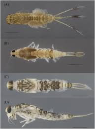 Attēlu rezultāti vaicājumam “Ephemeroptera larvae”