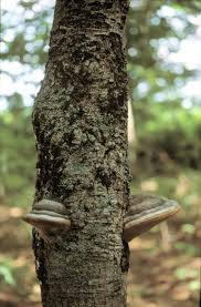 Attēlu rezultāti vaicājumam “Phellinus nigricans”