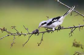 Attēlu rezultāti vaicājumam “Lanius excubitor”