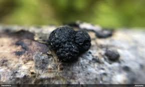 Attēlu rezultāti vaicājumam “Stemonitopsis hyperopta var. landewaldii macro”