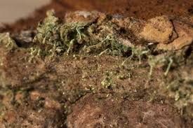 Attēlu rezultāti vaicājumam “Chaenotheca brachypoda”