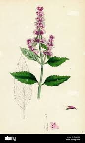 Image result for Menta x piperita