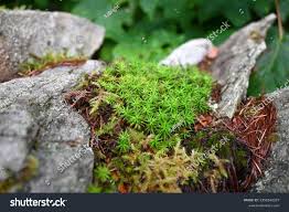 Attēlu rezultāti vaicājumam “Polytrichum formosum”