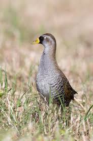 Image result for Porzana carolina