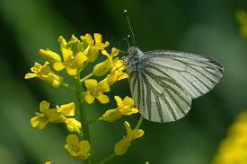 Attēlu rezultāti vaicājumam “Pieris napi male”