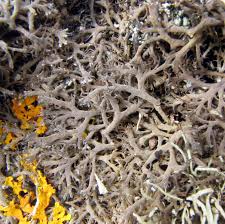 Attēlu rezultāti vaicājumam “Anaptychia ciliaris”