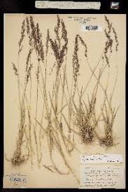 Attēlu rezultāti vaicājumam “Agrostis stolonifera subsp. straminea”