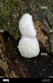 Attēlu rezultāti vaicājumam “Enteridium variabile spores”