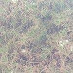 Attēlu rezultāti vaicājumam “Najas minor leaf”