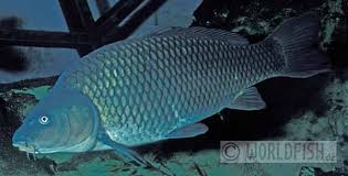 Image result for Cyprinus multitaeniatus
