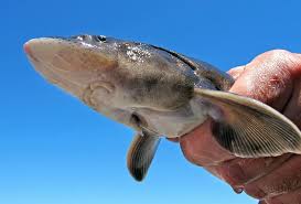 Image result for Acipenser transmontanus
